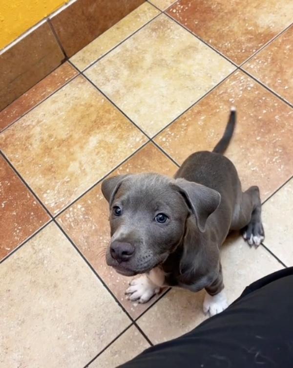 beautiful pitbull and labrador mix