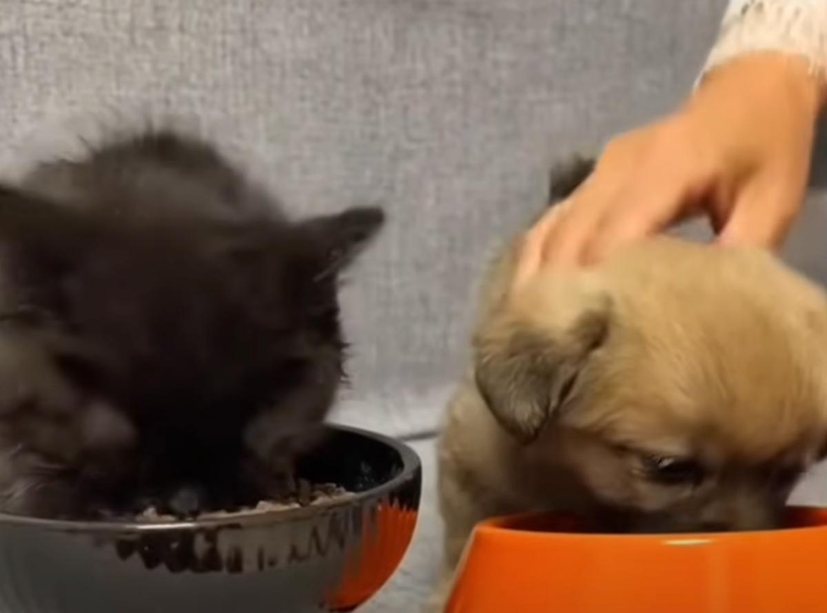 cat and dog eating their food