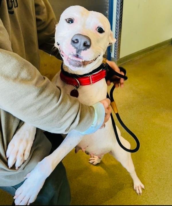 cuddling with the white pittie after adoption