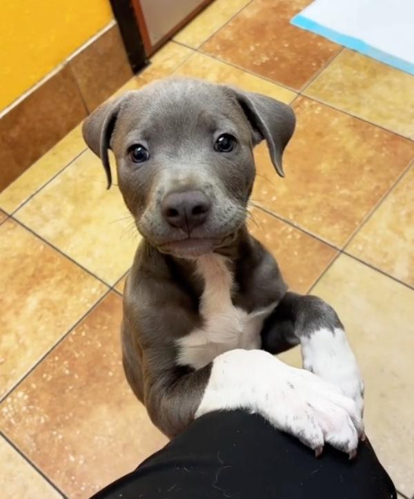 cute pup standing on a someone's knee