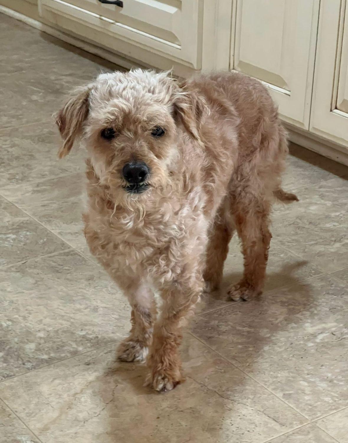 dog after transformation