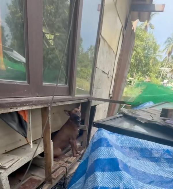 dog found in terrible conditions