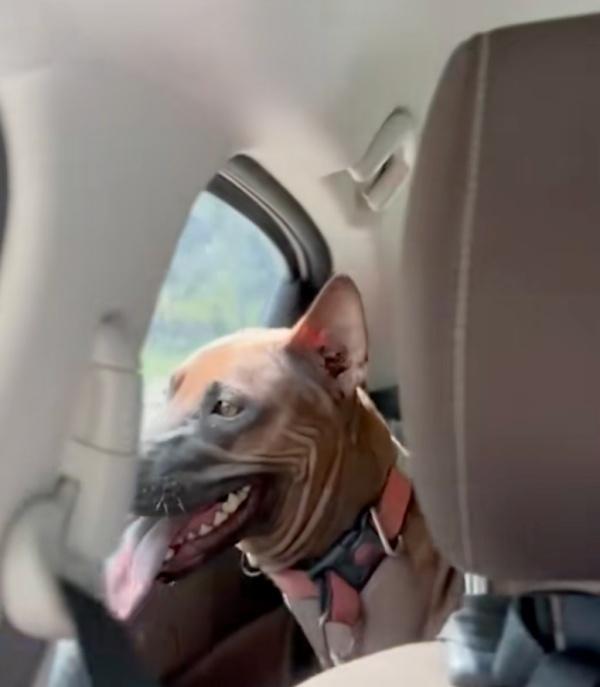 dog in the car after rescue