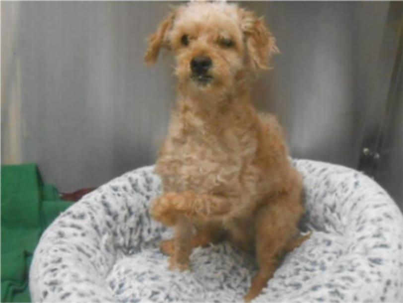 dog sitting in his bed after transformation