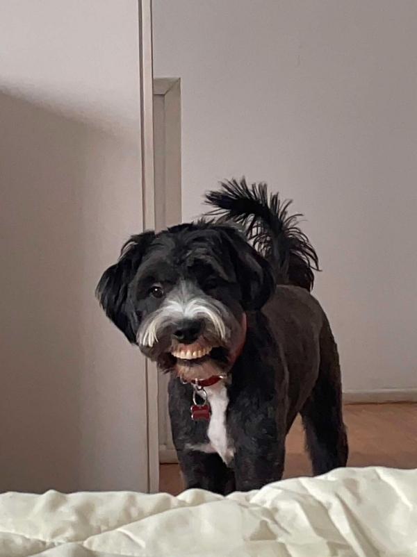 dog wearing dentures