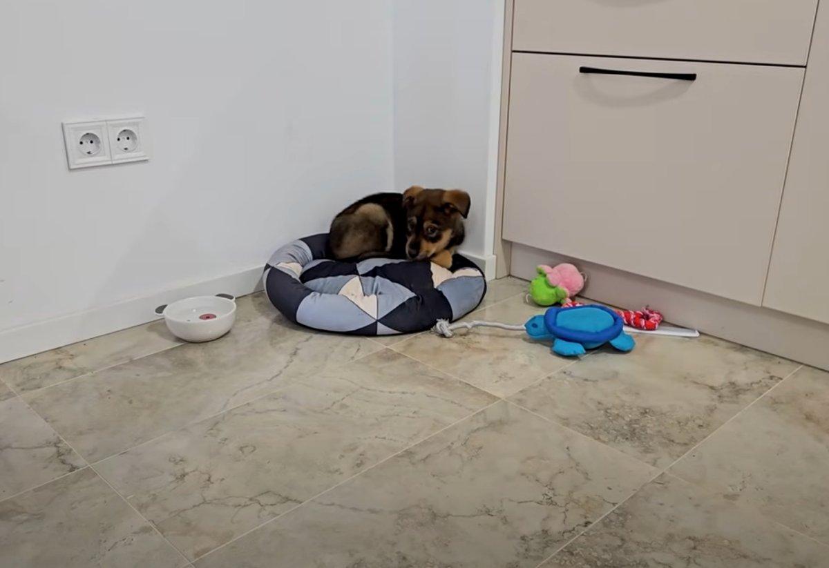 finally safe pup on his pillow