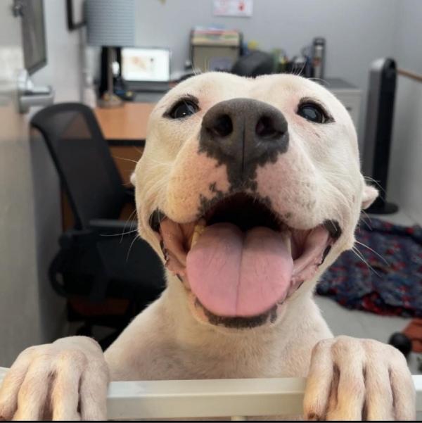 happy dog after rescue