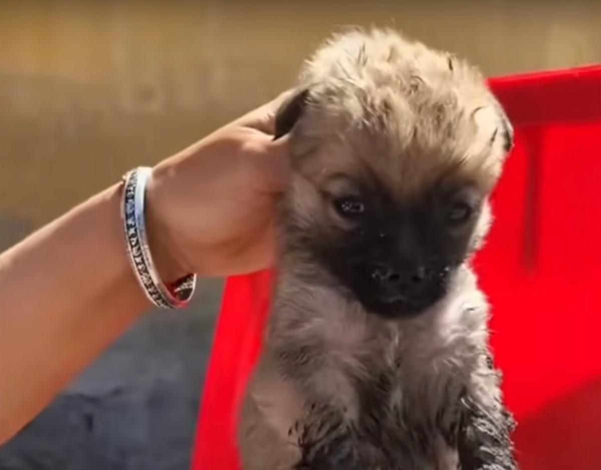 holding the rescue pup