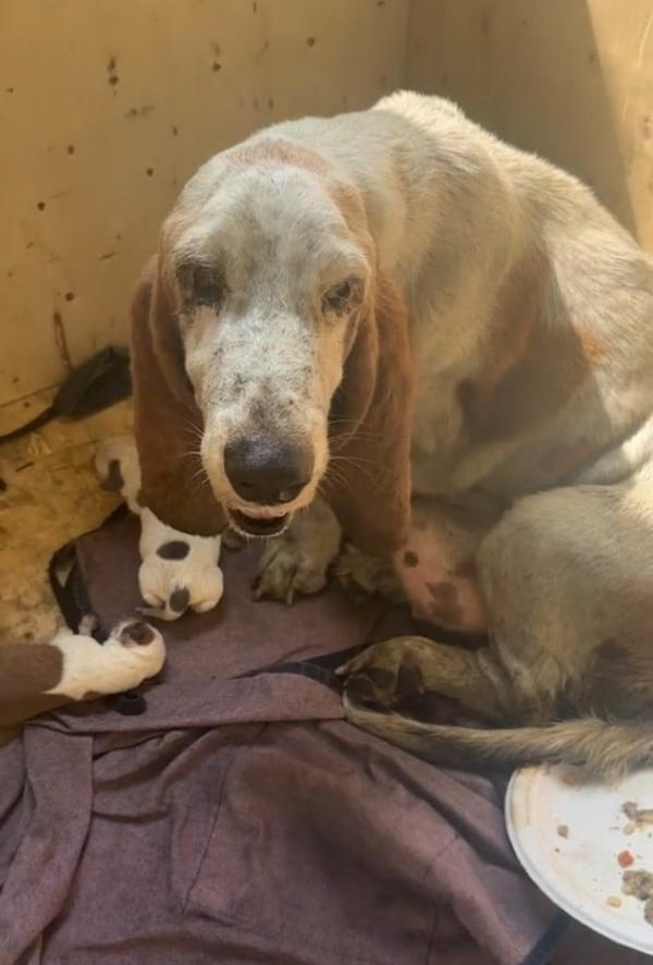 mama dog alone with her pups after giving birth