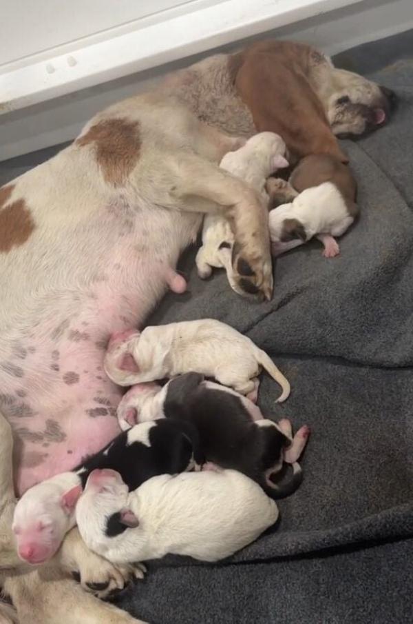 mama dog lying on the floor feeding her pups