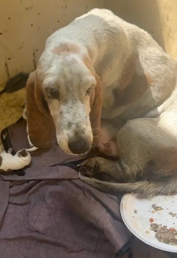 mama dog who just gave birth