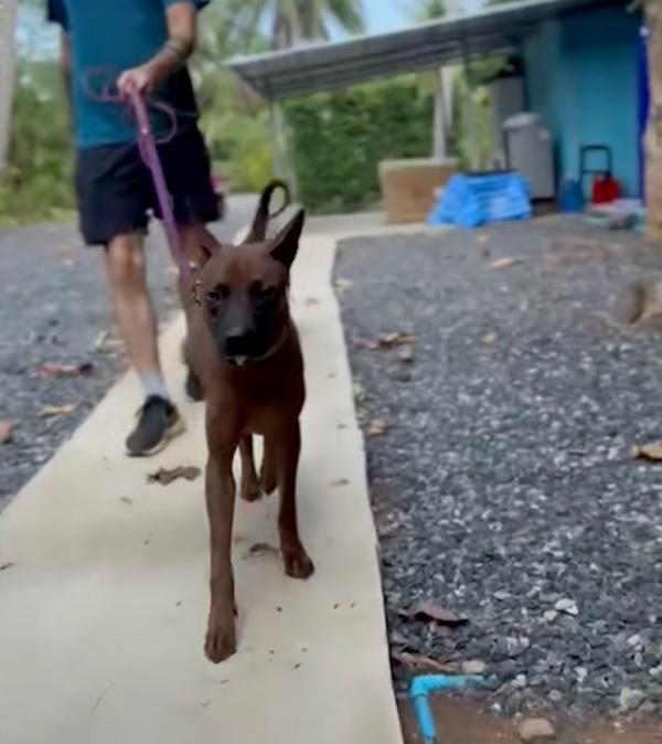 man walking a dog on leash