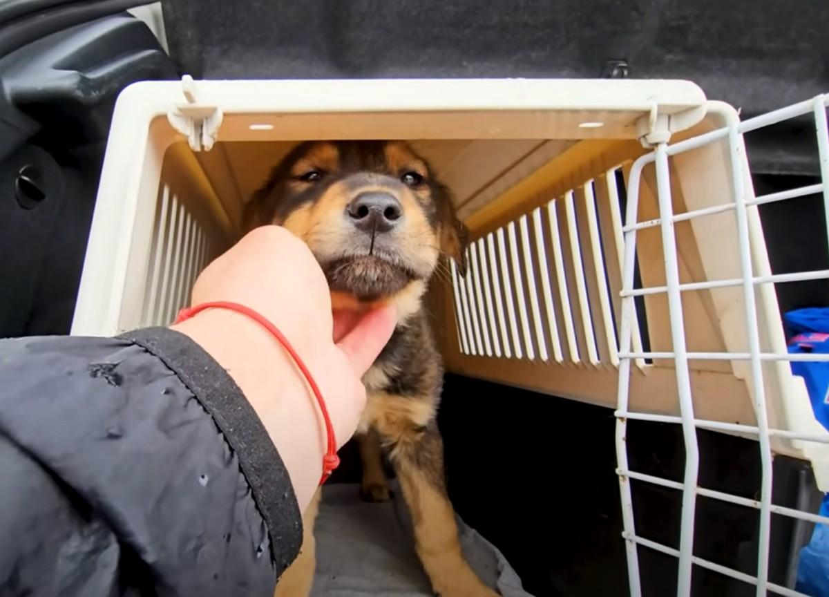 petting a pup in a kennel