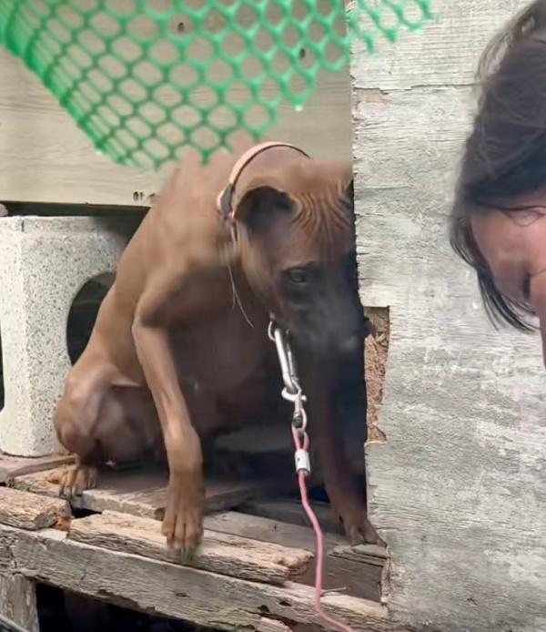 poor dog on leash needing rescue