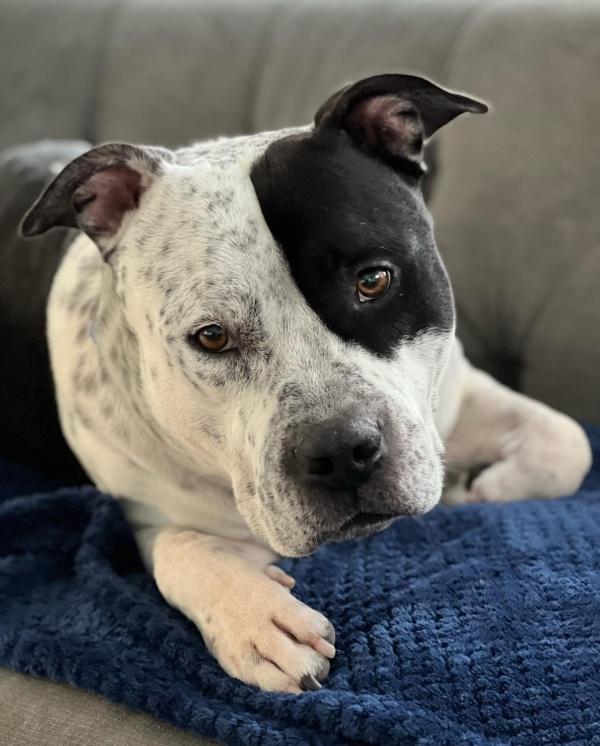 portrait of bubba the dog