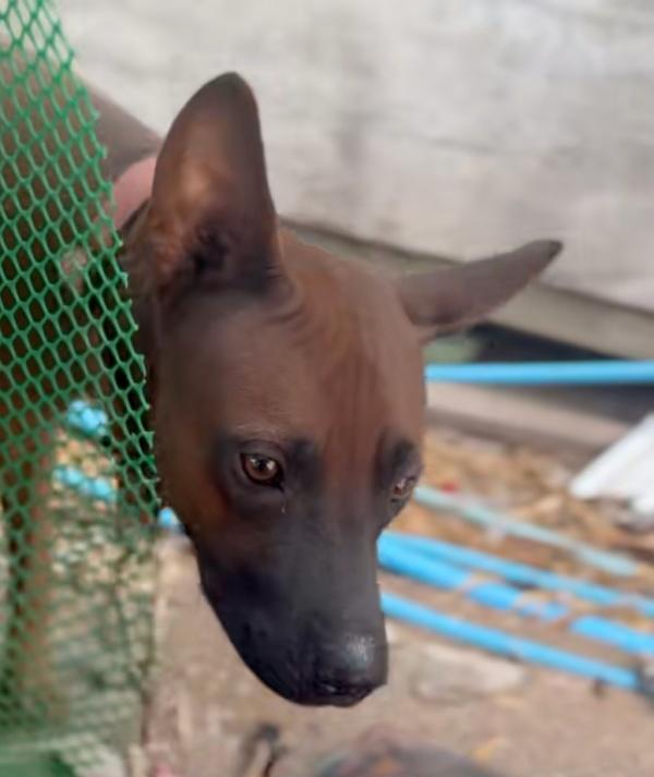 portrait of isabella the dog