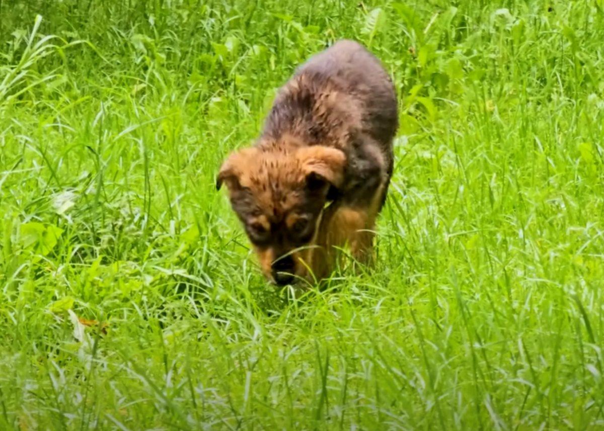 pup playing in the grass