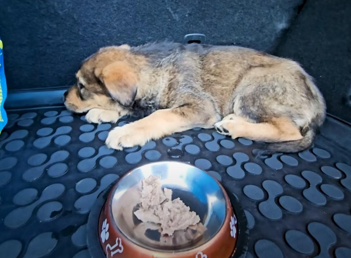 pup refusing to eat food