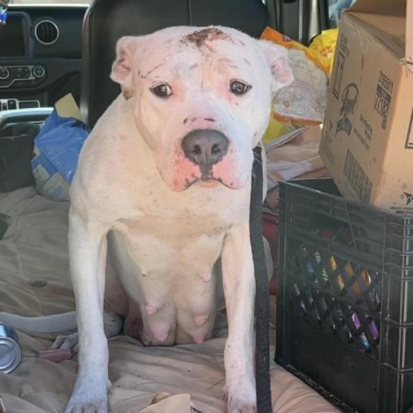 rescuing donutfest the white pittie