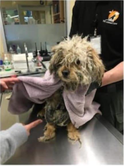 severely matted dog at the vet