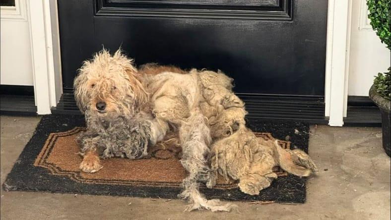 severely matted dog sitting on a doorstep