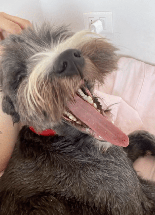 silly dog with tongue out