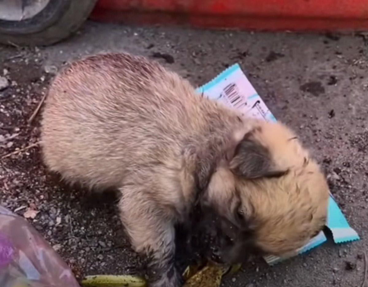 small pup alone in streets