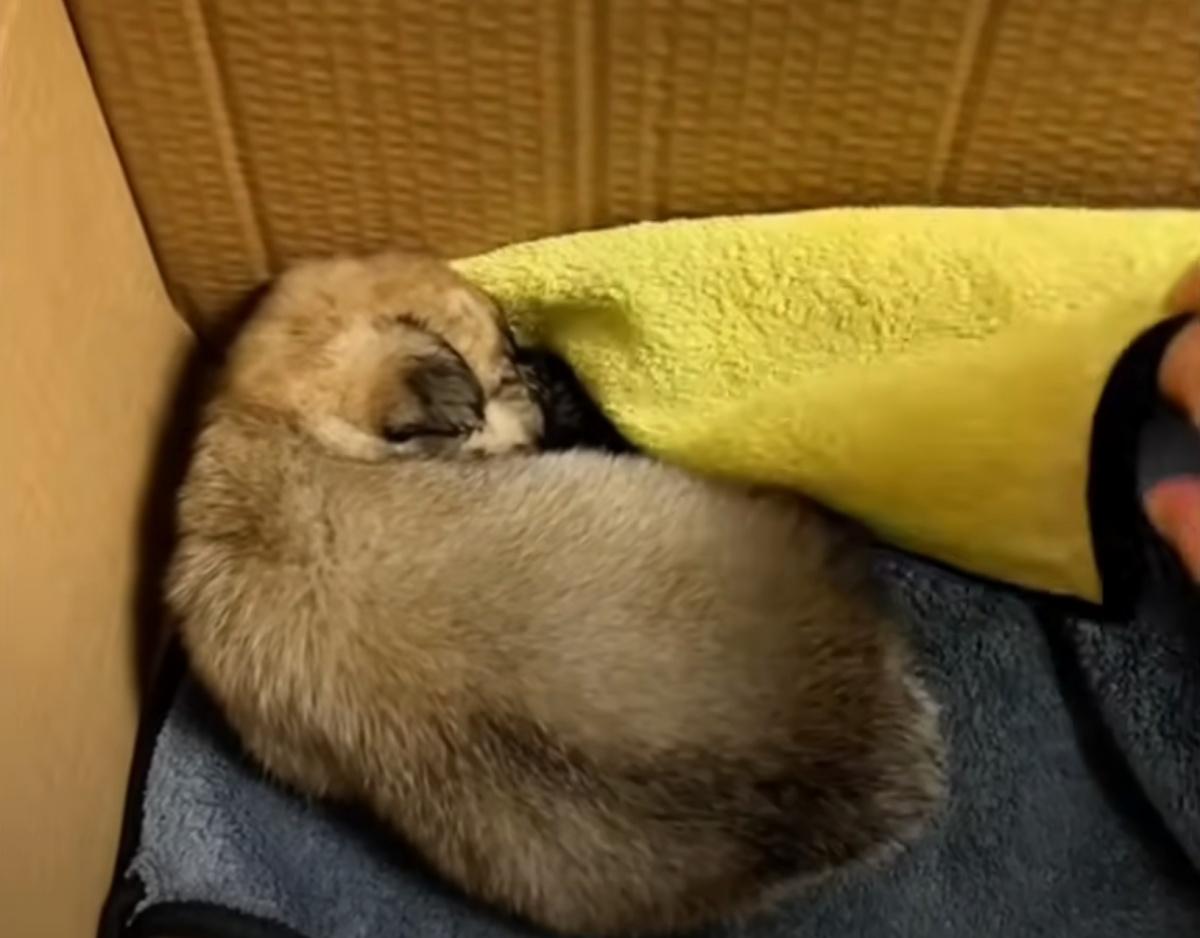 small pup sleeping in cardboard box