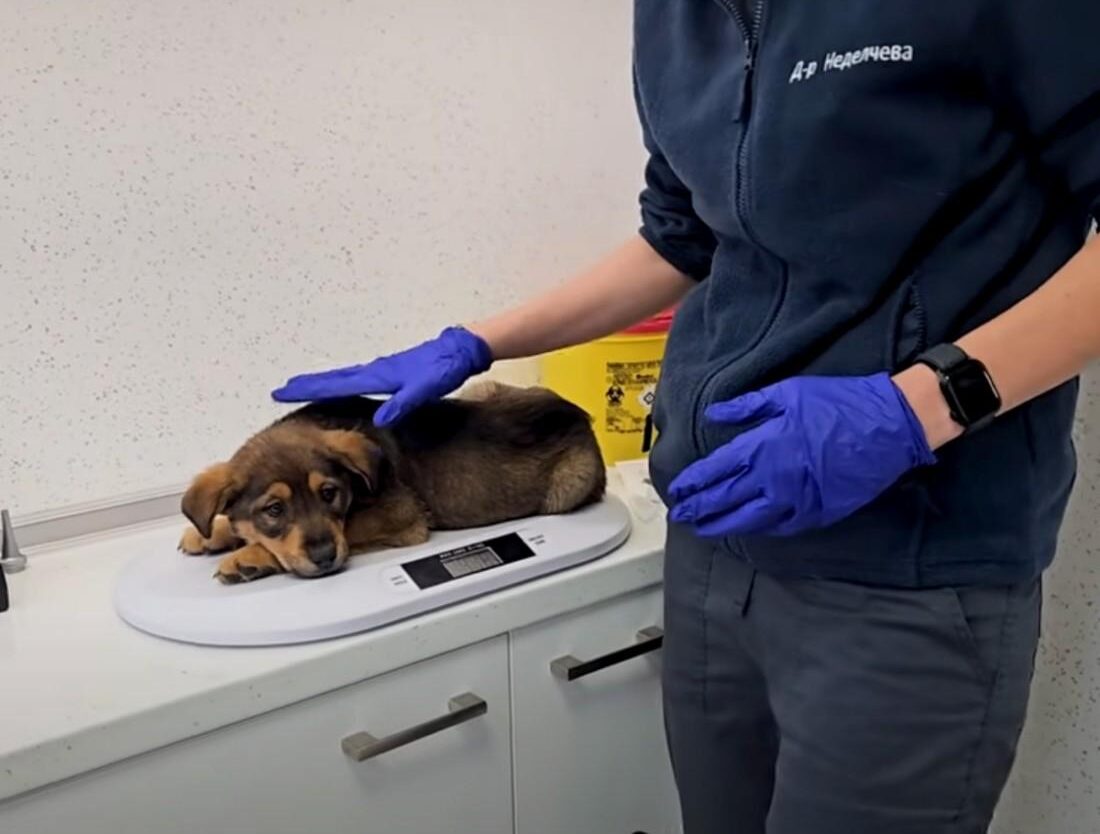 vet weighting a pup