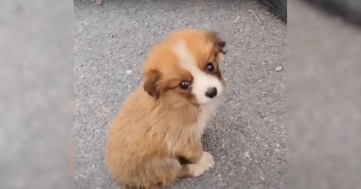A Cyclist Was Enjoying His Ride When He Spotted A Stray Puppy On The Trail