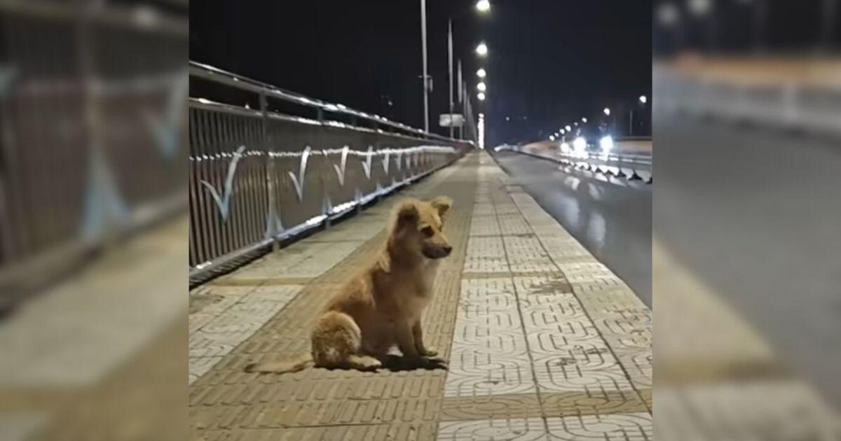 Abandoned Dog Waited For Weeks At An Overpass Hoping His Owner Would Return