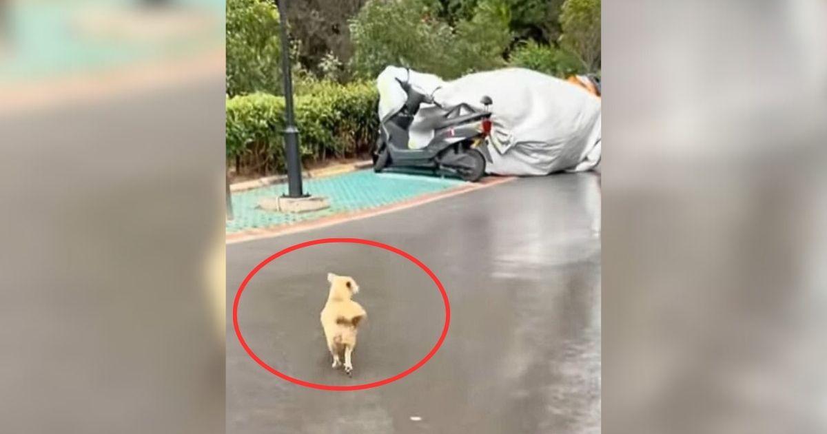 Abandoned Mama Dog Kept Begging Passersby To Save Her Newborn Puppies