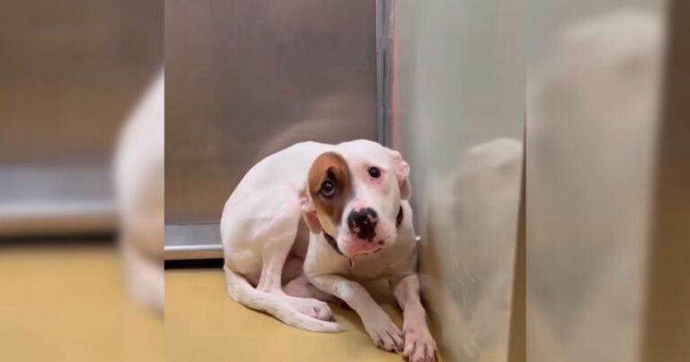 Dog So Scared In Her Kennel She Couldn’t Stop Shaking Breaks Hearts Online