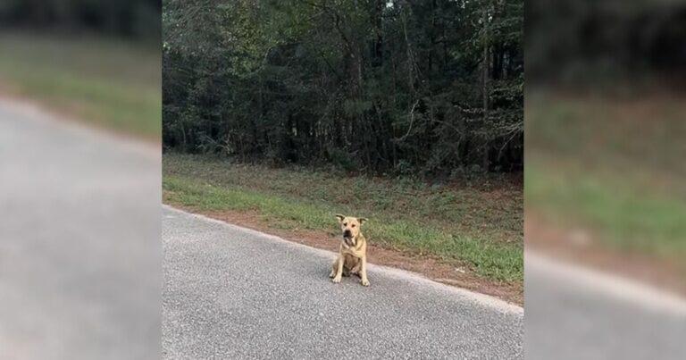 Lonely Stray Dog Walks To Sanctuary, Reaches Out His Paw And Begs To Be Rescued