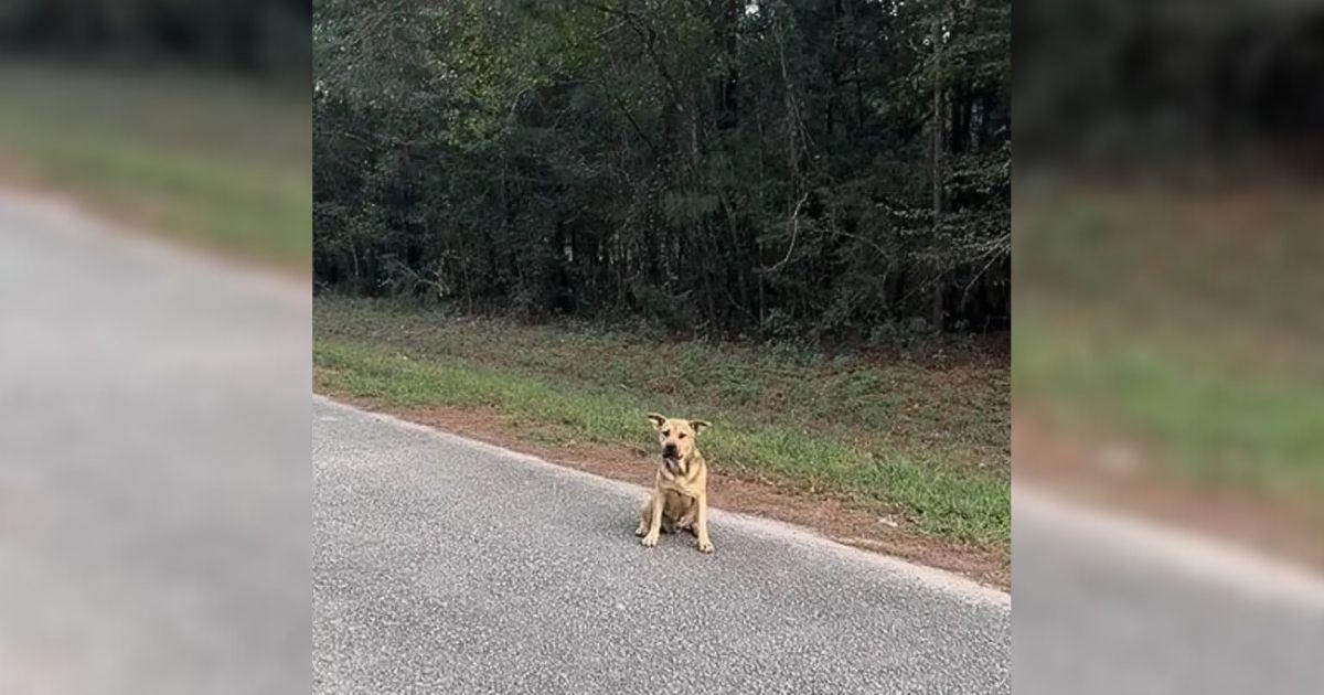 Lonely Stray Dog Walks To Sanctuary, Reaches Out His Paw And Begs To Be Rescued