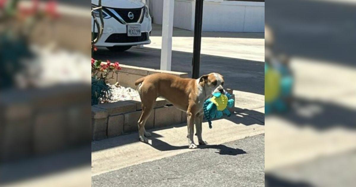 Scared Stray Dog Warms Up After Getting Plush Toys From Rescuers
