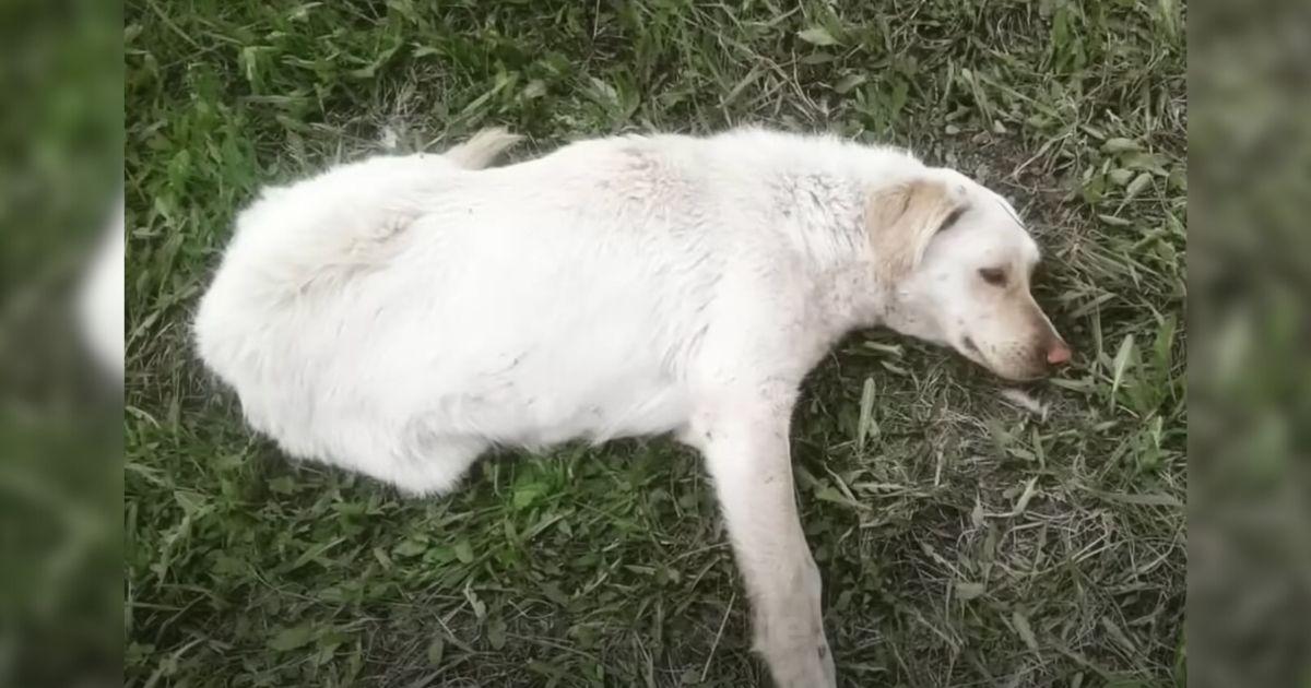Stray Dog Left Paralyzed For Days After A Terrible Car Accident And Then Met Her Hero