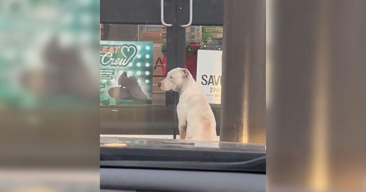 Sweet Dog Waited In Front Of A Store Hoping For Help When Something Amazing Happened