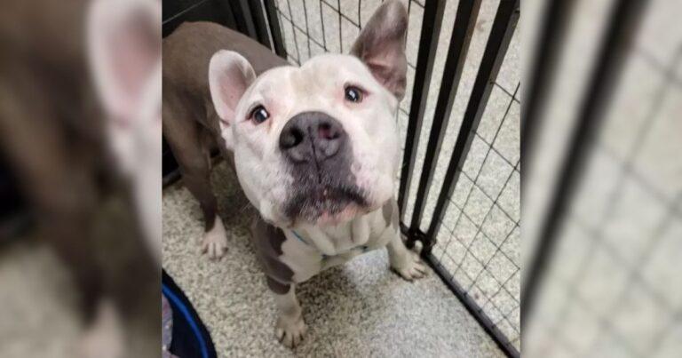 This Sweet Pup Was Scheduled For Euthanasia But One Woman Changed His Fate