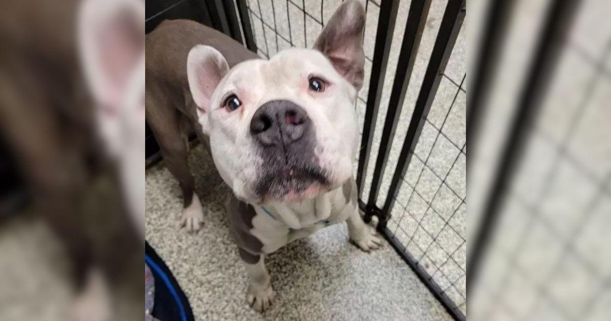 This Sweet Pup Was Scheduled For Euthanasia But One Woman Changed His Fate