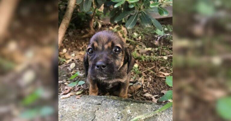 Wounded Puppy Crawled Into A Woman’s Yard With Tearful Eyes Begging For Help