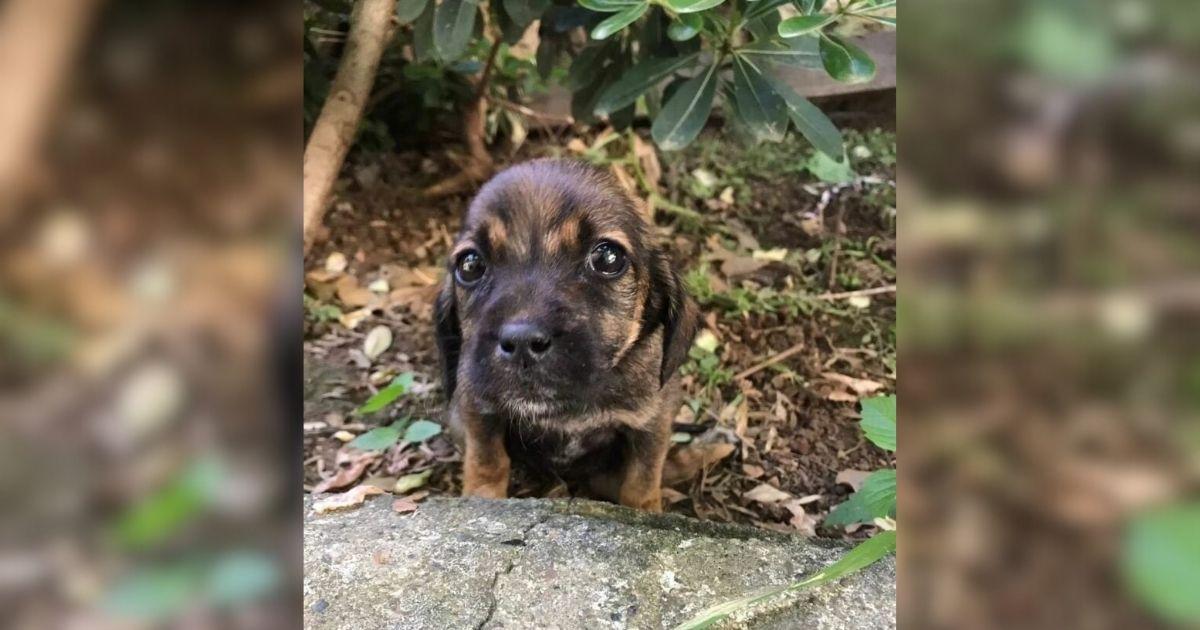 Wounded Puppy Crawled Into A Woman’s Yard With Tearful Eyes Begging For Help