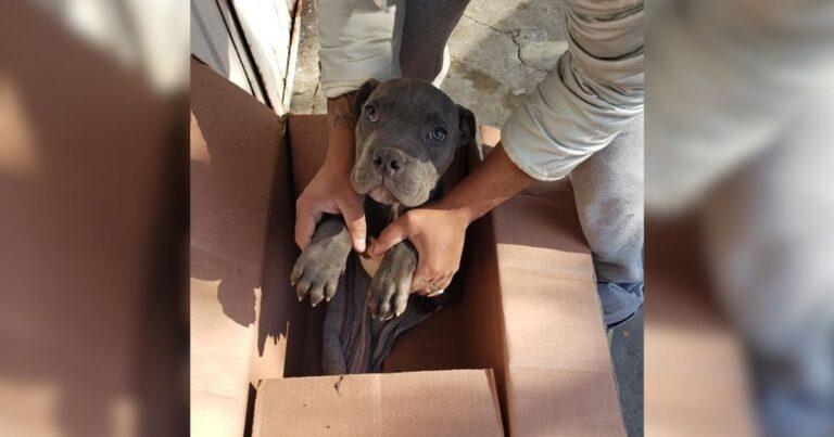Young Boy Leaves His Dog In A Box Outside A Shelter For The Saddest Reason
