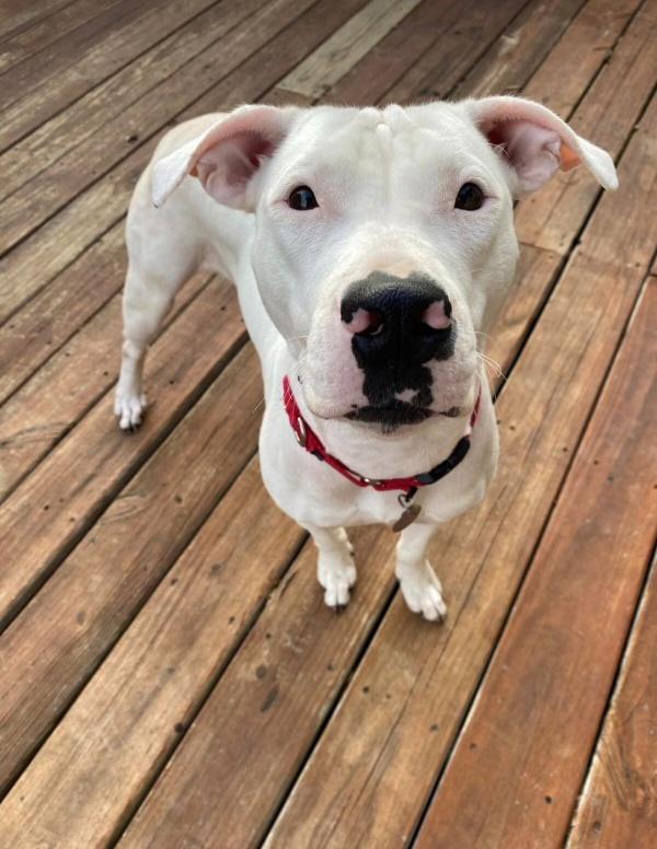 beautiful white dog after rescue
