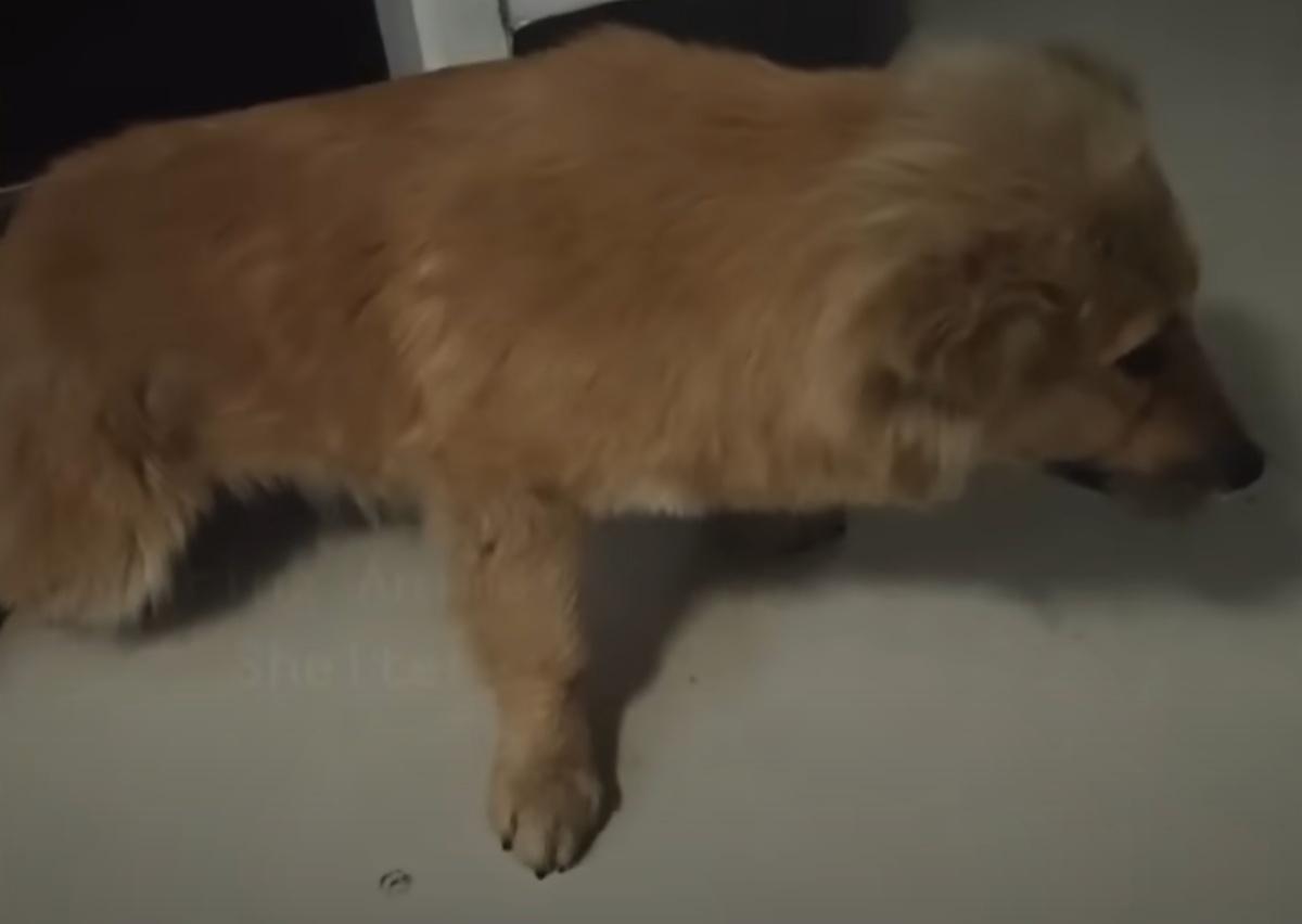 bringing the dog home