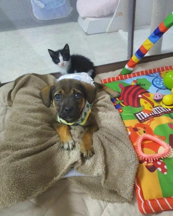 cute pup with cat playing