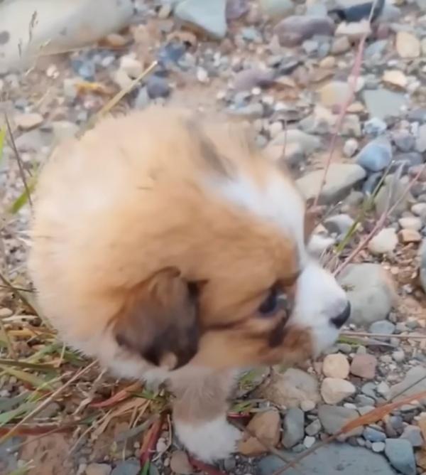 dog found on the road while biking