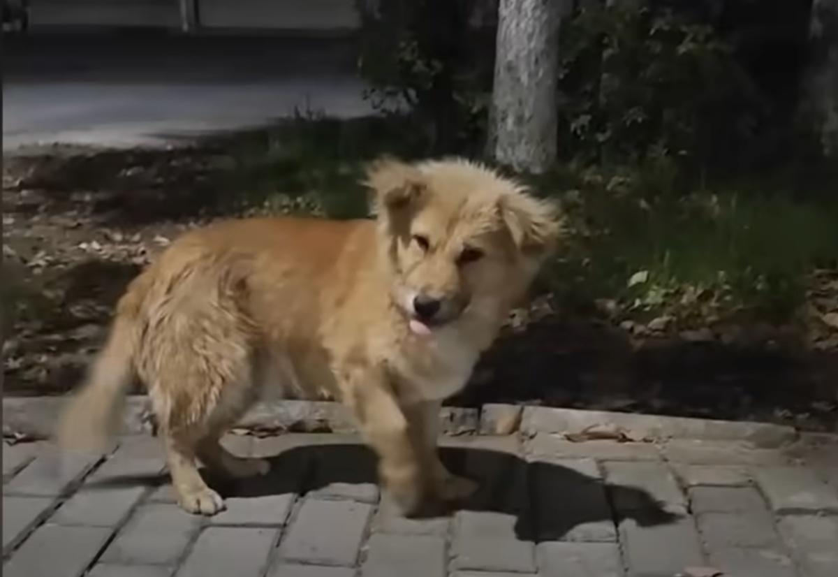 dog roaming the streets alone