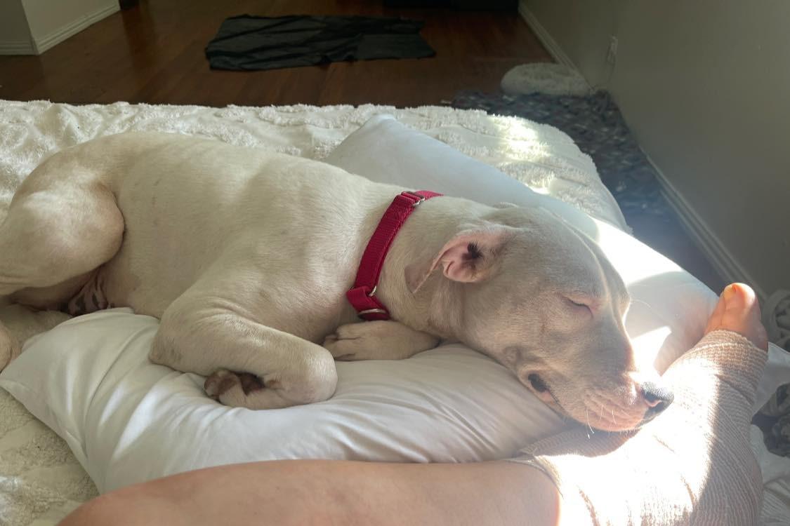dog sleeping on his human's foot