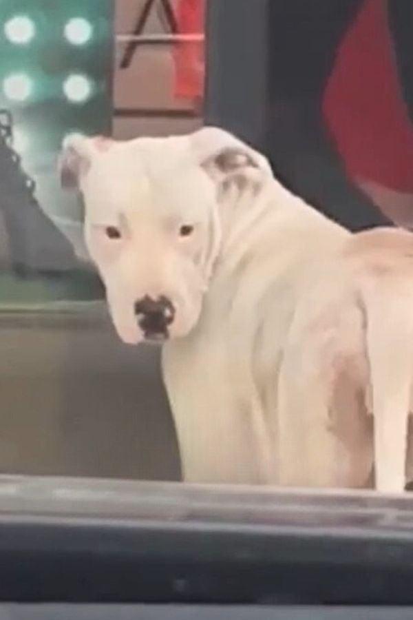 dog waiting for help